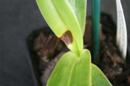 Erwinia, Brown Rot on Paphiopedilum