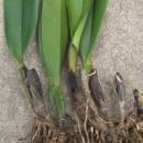 Black Rot (Pythium, Phytophthora) on Cattleya Orchid - photo courtesy of Robert Cating