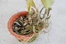 Fungal Root Rot - Rhizoctonia