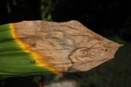 Anthracnose on Orchid