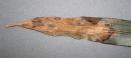 Anthracnose on Orchid