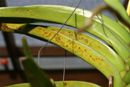 Cercospora on Vanda Orchid