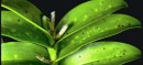 Phyllosticta on Orchid - photo courtesy of the American Orchid Society