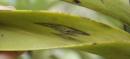Thai Crud - Guignardia on Vanda Orchid