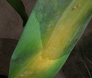 Erwinia, Brown Rot on Oncidium Orchid