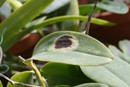 Orchid Ailment Links
