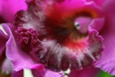 Fertilizer Burn on Cattleya Orchid Flower