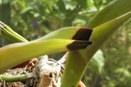 Calcium Deficiency Causes Necrosis on New Orchid Growth