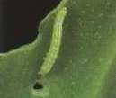 Caterpillar Eating Orchid Leaf - courtesy of www.ionopsis.com