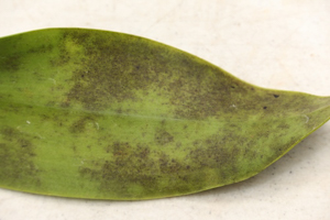 Image 14