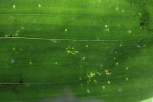 Image 14