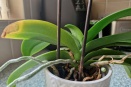 Yellow Leaf Tips on Phalaenopsis