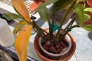 Repotted Dendrobium Leaf Yellowing