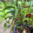 Epi. Stem Broke in the Wind