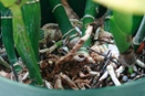 Black Rot Traveling Up Cattleya Pseudobulb