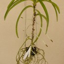 Where and When to Top Vanda Orchid