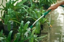 Water Plants Before Fertilizing?