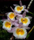 Nobile Dendrobiums