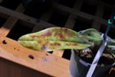 Erwinia on Paphiopedilum