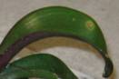 Spread Pests and Disease by Dunking Orchids in Bucket