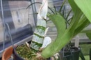 Sooty Mold on Catasetums