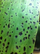 Bacterial Brown Spot on Zygopetalum