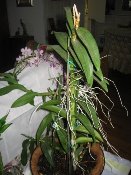 Dendrobium Keiki