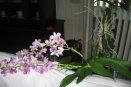Dendrobium Keiki