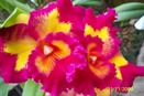 Blc. Taiwan Queen 'Golden Monkey' HCC/AOS
