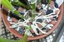 Orchid Root Tips Turn Brown at Edge of Pot