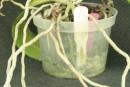Aerial Roots on Phalaenopsis