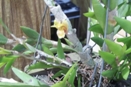 Dendrobium anceps