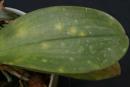 Microfungus or Virus - Newly Emerging Spots