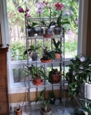 Orchids Won't Bloom