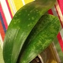 Sunken Spots on Phalaenopsis Leaves