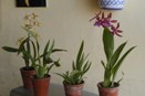 Oncidium Pseudobulbs are Turning Brown and Soft