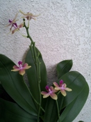 Flower Spike on Summer Blooming Phal