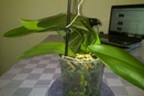 Water Soaked Leaves on Phalaenopsis