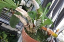 Catasetum Keikis on Pseudobulb