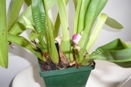 Wrinkly Leaves on Miltonia
