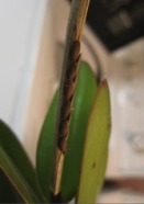 Katydid Eggs on Orchid