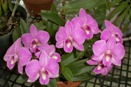 Unlabeled Dendrobium