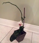 Phalaenopsis Only Has One Flower