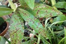 Dark Splotching on Thin Leaved Orchid