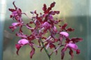 Schombocatt Flower Spike