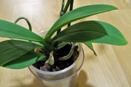Floppy Phalaenopsis Flowers