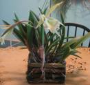 Black Pitting on Brassavola Leaves