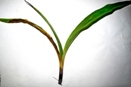 New Growth on Phaius Rots