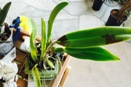 Bought Orchid on Ebay