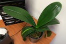 Raised White Streak on Phal Leaf